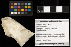 Foto (Objekt + Etiketten) von Goniodromites sp. (NHMW-GEO-1990-0041-0009)